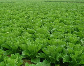 国家助力农产品品牌致富 您符合这些条件吗？