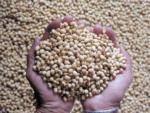 高价囤豆的代价 中国豆企应警惕美方数据陷阱与市场博弈