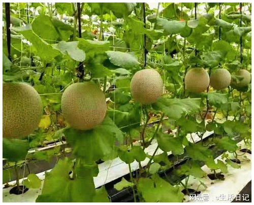 赛罕区 以初级农产品为抓手，加快构建新发展格局，着力推动高质量发展