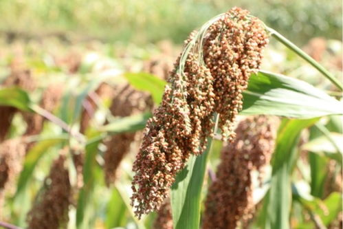 李强 持续增强粮食等重要农产品稳产保供能力，为实现全年粮食产量目标奠定坚实基础