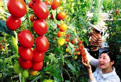 石家庄这10个让人惊艳的农产品地标，你去过几个？