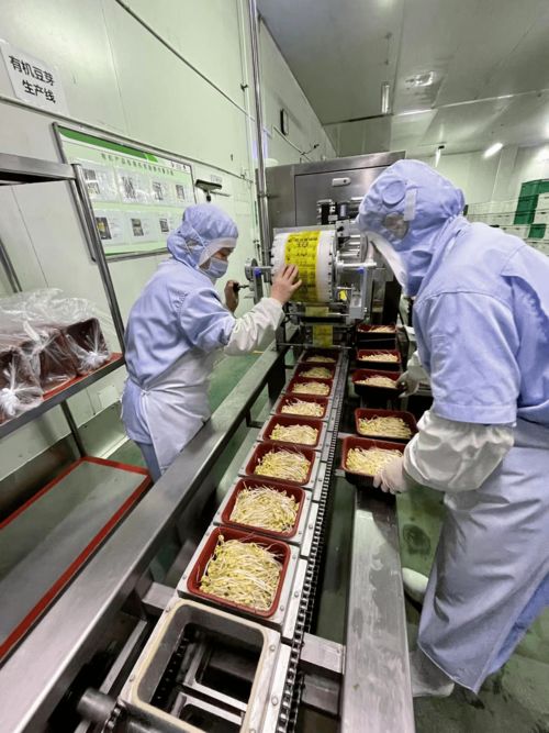 立春咬春正当时 一张薄饼卷起京城大地的鲜甜