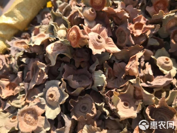 柿蒂 传统药材的魅力与选购指南