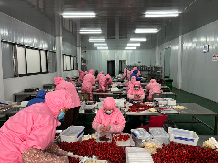 刘杜镇山楂加工产业升级 高端糖葫芦年产1500吨，打造初级农产品精深加工新标杆